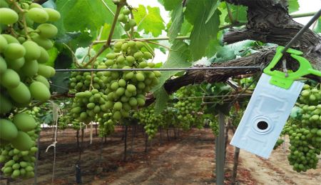 Vine Mealybug IPM in Vineyards [2024]
