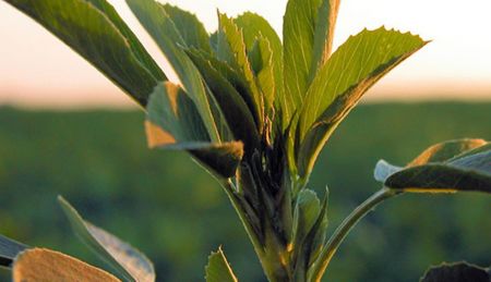 Weed Management in GM Alfalfa: Roundup Ready Alfalfa  [2024]