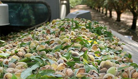 Ant and Broadleaf Weed Control at Almond Harvest [2024]