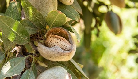 Managing Key Insects in California Almond Orchards/Principles of IPM [2024]