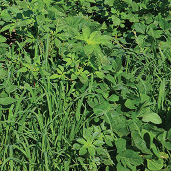 Weed Management in GM Alfalfa: Roundup Ready Alfalfa  [2023]
