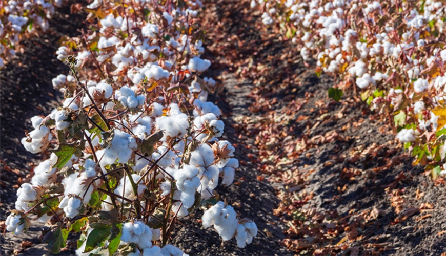 Weed Resistance and Pest Management in Cotton [2023]