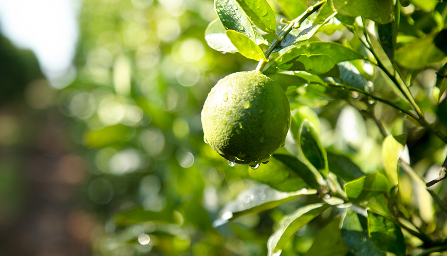 Disease and Pest Management in Citrus Orchards in California, Florida, and Texas [2025]