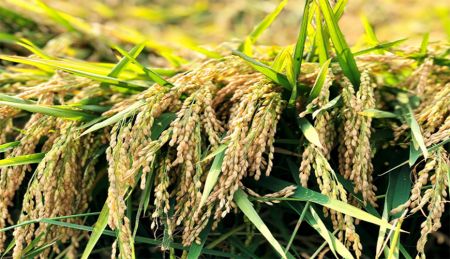 Rice Drinking Water Supply Well Monitoring Information and Nitrogen/Nutrient Pest Management [2022]