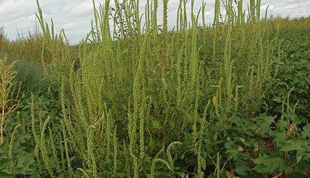 Current Status of Herbicide Resistance in Weeds [2017]