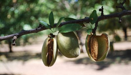 Disease Management for California Almond Production [2025]