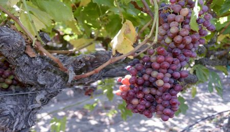 Effective Management of Botrytis in Grape Vineyards and Pesticide Safety Review [2025]